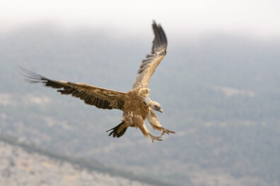 Groep vogelaars vergaapt zich aan 12 vale gieren (video)