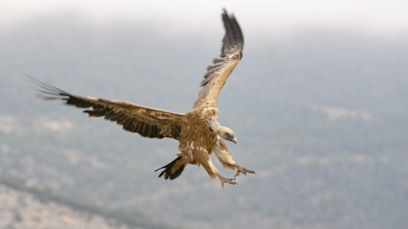 Groep vogelaars vergaapt zich aan 12 vale gieren (video)