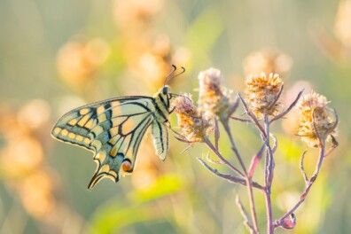 In deze maanden vliegt de koninginnenpage
