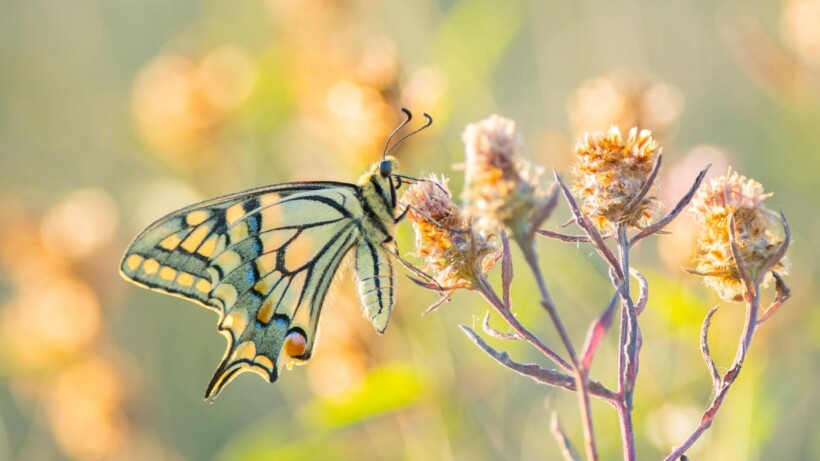 In deze maanden vliegt de koninginnenpage
