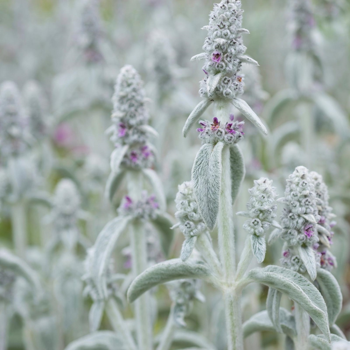 ezelsoor - Stachys Byzantina 'Silver carpet'- droge tuin