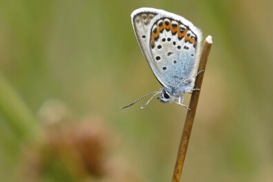 Vlinders en libellen: 25 Nederlandse topgebieden