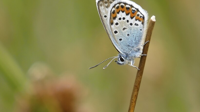 Vlinders en libellen: 25 Nederlandse topgebieden