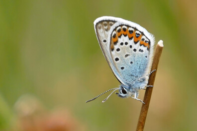 Vlinders en libellen: 25 Nederlandse topgebieden