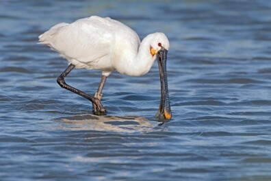 Waarom heeft de lepelaar zo’n vreemde snavel?
