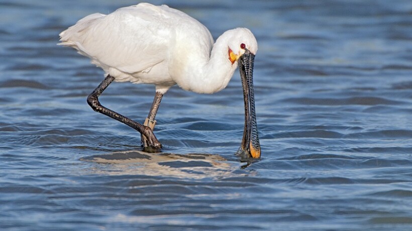 Waarom heeft de lepelaar zo’n vreemde snavel?