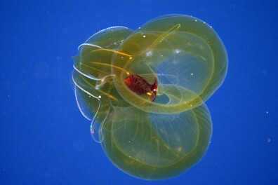 7x bijzondere zeedieren diep in de Atlantische Oceaan (video’s)