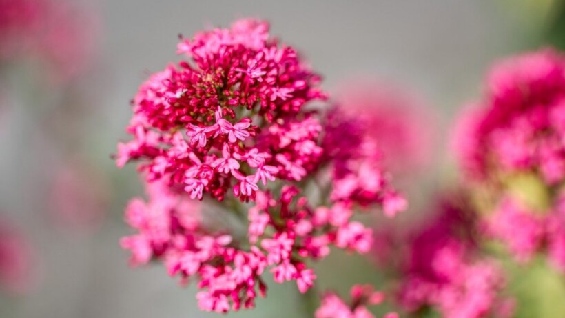 Ideaal voor een droge tuin: planten die lang zonder water kunnen