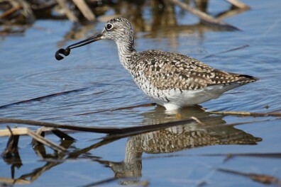 Wat een vraag: leven er bloedzuigers in Nederland?