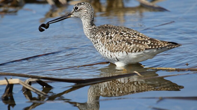 Wat een vraag: leven er bloedzuigers in Nederland?