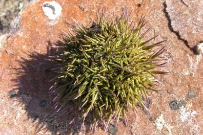 Wat een vraag: leven er zee-egels in onze wateren?