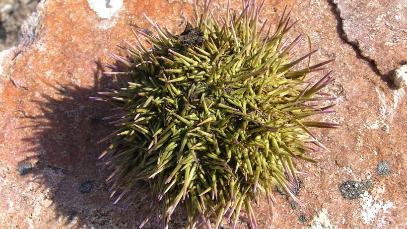 Wat een vraag: leven er zee-egels in onze wateren?