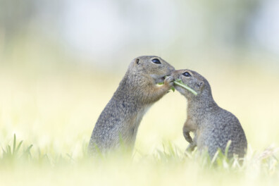Het verhaal achter de foto: siesels in Oostenrijk