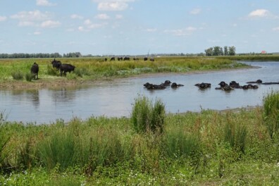 Waterbuffels: grootse grazers in de Biesbosch