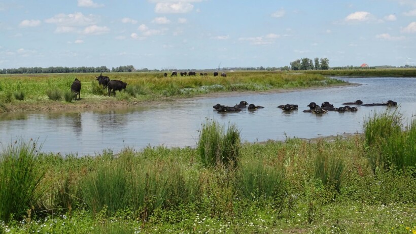 Waterbuffels: grootse grazers in de Biesbosch