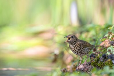 De kwestie: er is niets mis met bramen