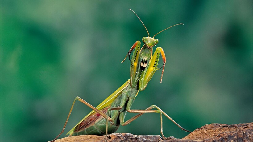 Bidsprinkhaan meldt zich: nieuwe soort voor Nederland