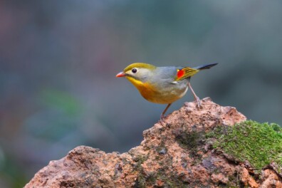 Verwachte broeder: de Japanse nachtegaal