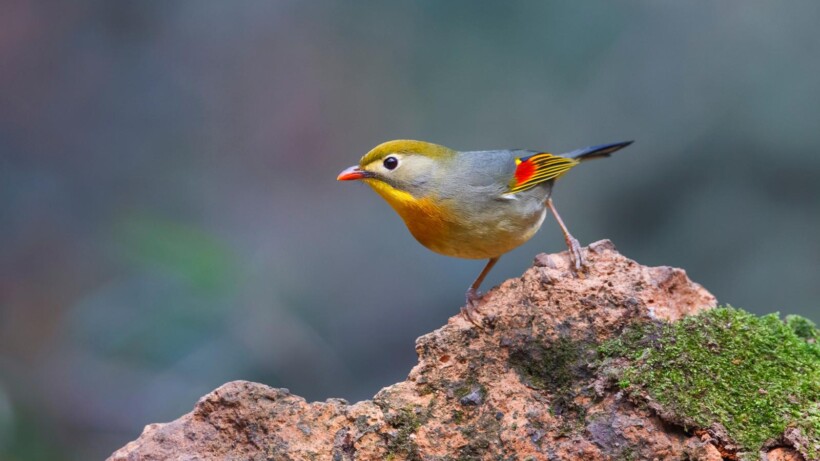 Verwachte broeder: de Japanse nachtegaal