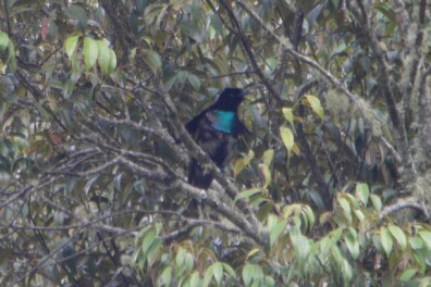 Bizarre balts van de kraagparadijsvogel (video)