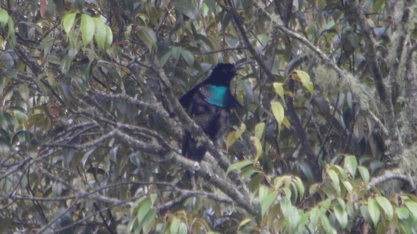 Bizarre balts van de kraagparadijsvogel (video)
