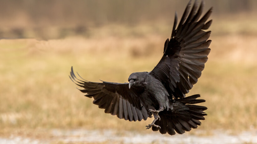 Raaf heeft een mastermind (video)