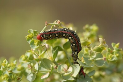 Bijzondere landgenootjes