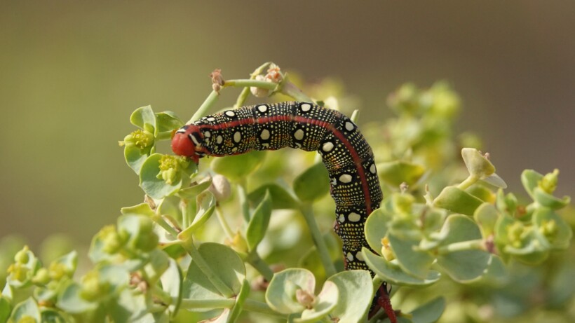 Bijzondere landgenootjes