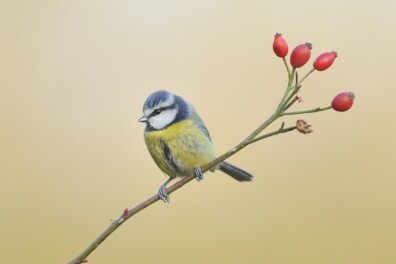 Parmantige pimpelmees