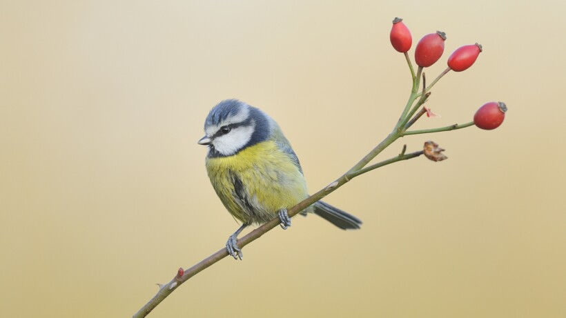 Parmantige pimpelmees