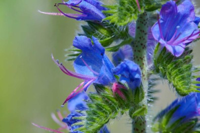 Botanische duinen: 3x markante zomerse duinplanten