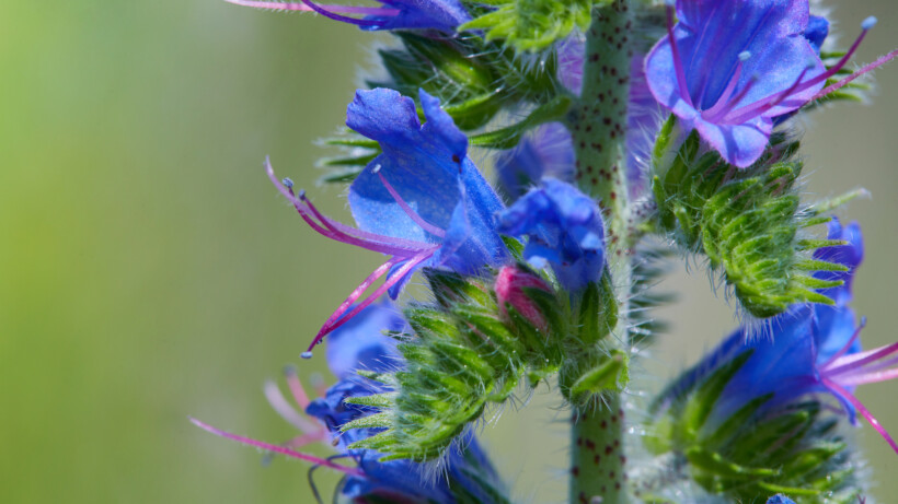 Botanische duinen: 3x markante zomerse duinplanten