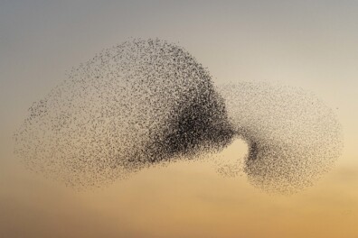 Spreeuwenzwerm van tien miljoen spreeuwen boven Rome (video)