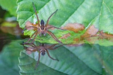 De grote gerande oeverspin: waakzame watertijger