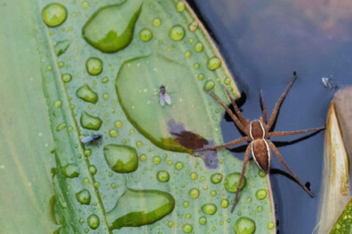 De grote gerande oeverspin: waakzame watertijger
