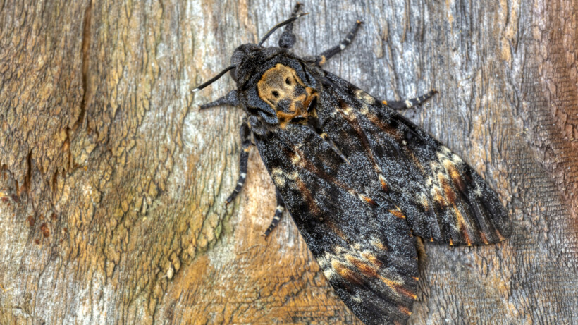 7 weetjes over doodshoofdvlinders