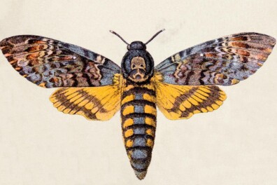 Schreeuwende doodshoofdvlinder (video)