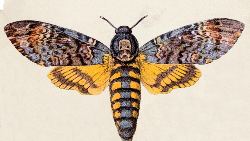 Schreeuwende doodshoofdvlinder (video)