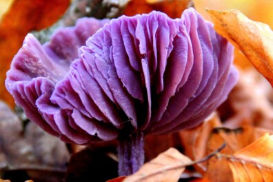 Deze 7 paddenstoelen vergeet je nooit meer