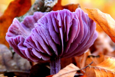 Deze 7 paddenstoelen vergeet je nooit meer