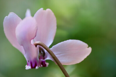 Een ruwe platte bol met lieflijke bloemetjes: de Cyclamen hederifolium