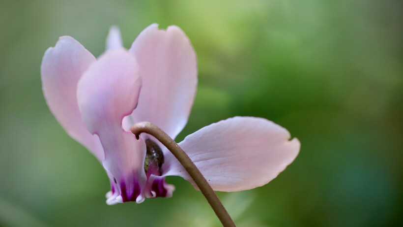 Een ruwe platte bol met lieflijke bloemetjes: de Cyclamen hederifolium