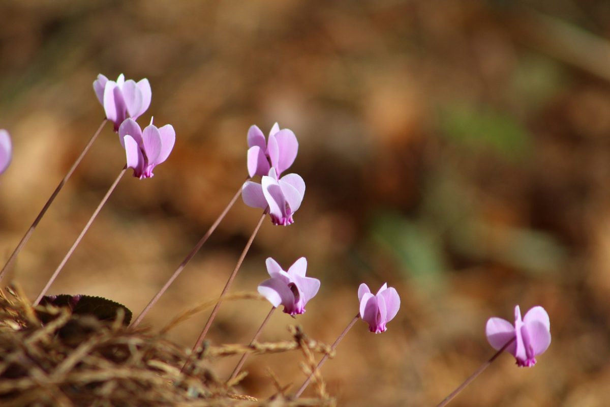 cyclamen