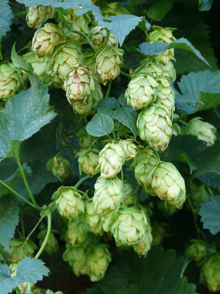 Hop plant