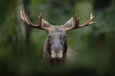Komt de eland ook naar Nederland?