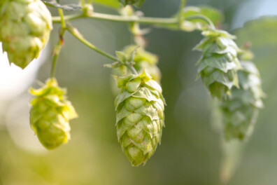 Hop drogen voor decoratie: zo doe je dat