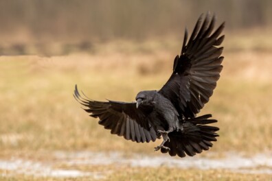 Hoe de raaf Nederland weer vond