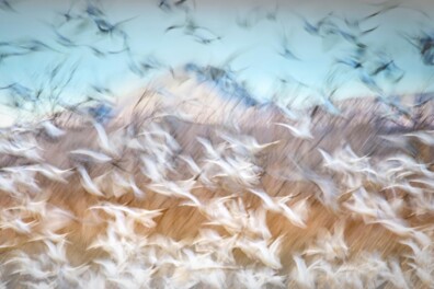 Trekvogels: 5 vragen en antwoorden