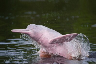 Roze dolfijn zwemmend door het bos (video)