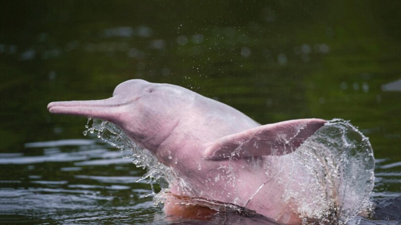 Roze dolfijn zwemmend door het bos (video)